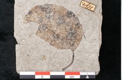 Foto (Detailansicht) von Zizyphus paradisiacus Unger (NHMW-GEO-2024-0188-6673)